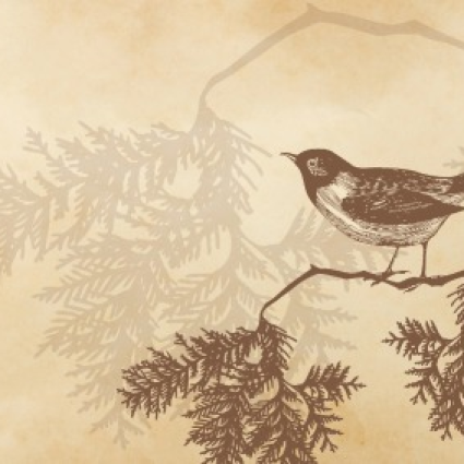 Bird-in-Tree